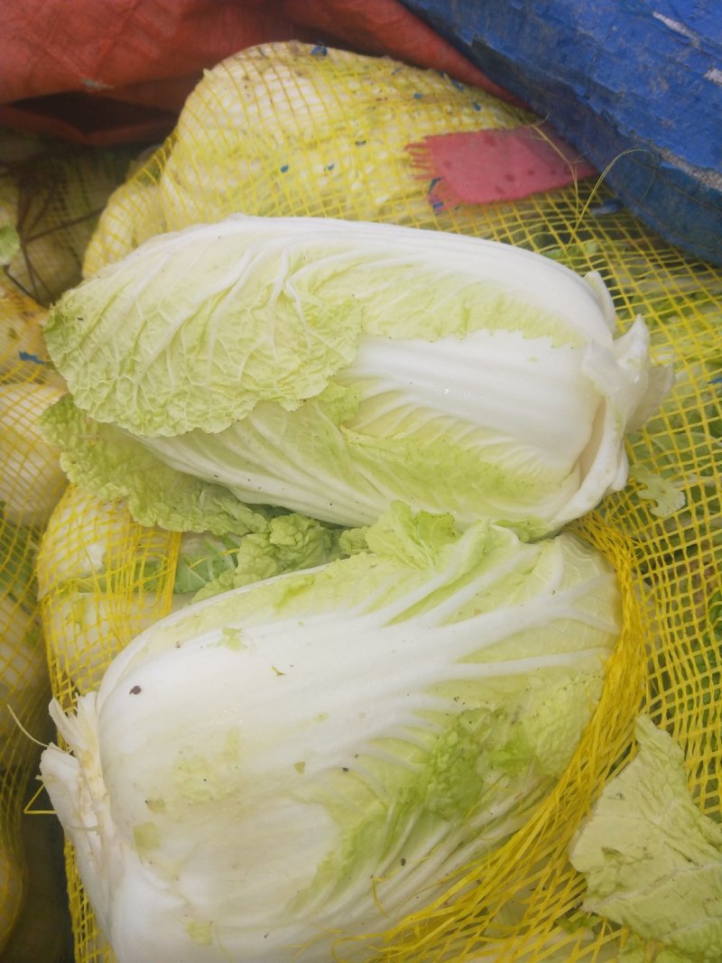 娃娃菜