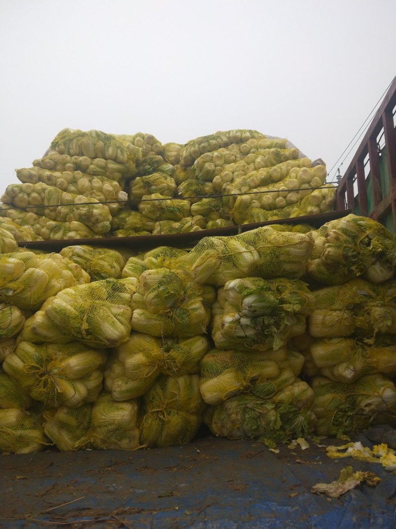 娃娃菜