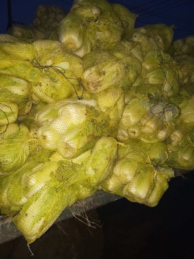 娃娃菜