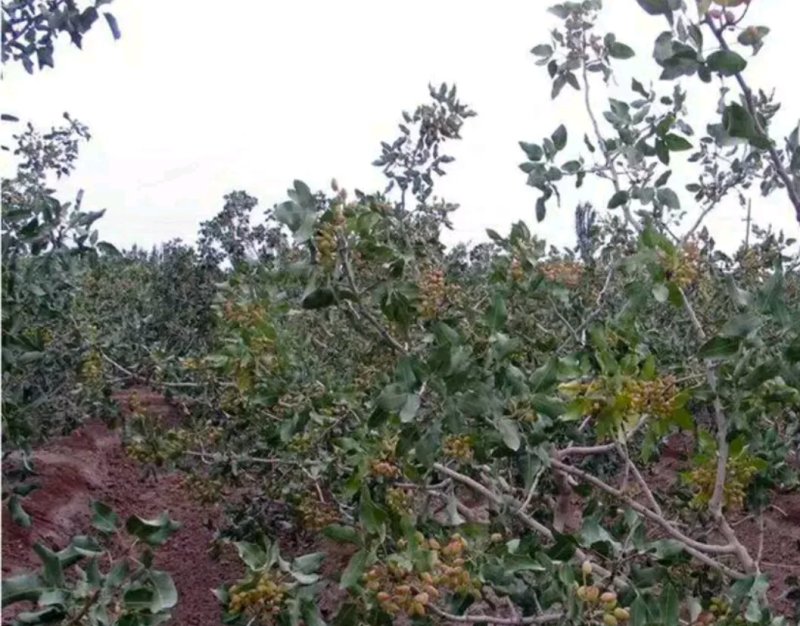 开心果树苗嫁接苗成活率量大可以签合同欢迎基地参观