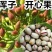 开心果树苗嫁接苗成活率量大可以签合同欢迎基地参观