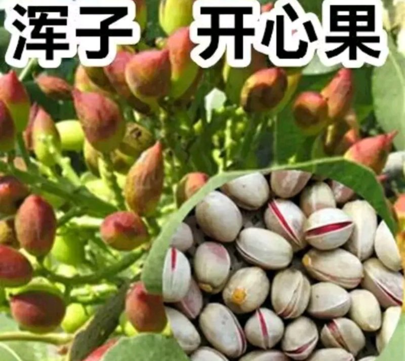 开心果树苗嫁接苗成活率量大可以签合同欢迎基地参观