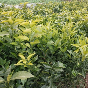 四川简阳沃柑苗技术支持量大价优