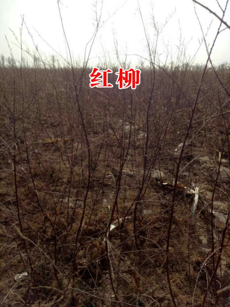 红柳