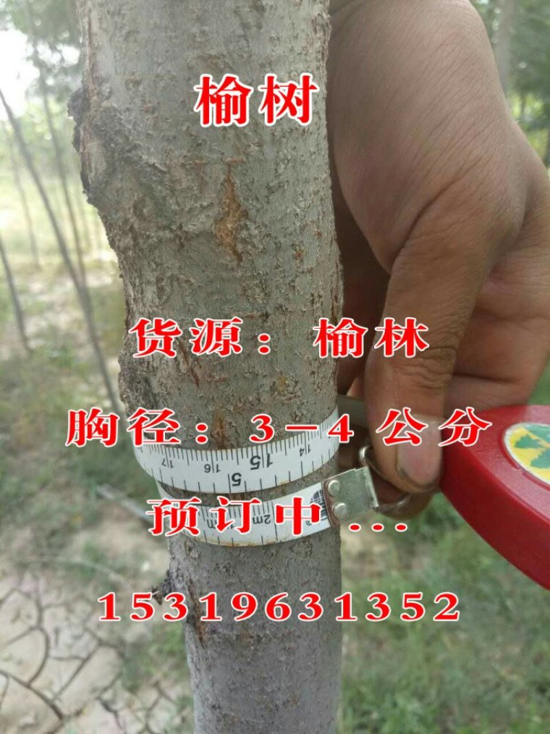 红柳