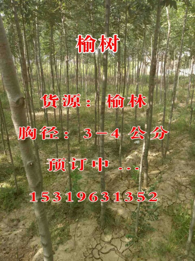 红柳