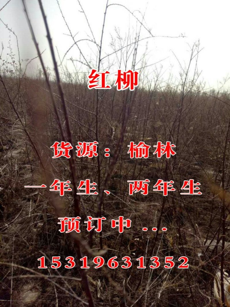 红柳