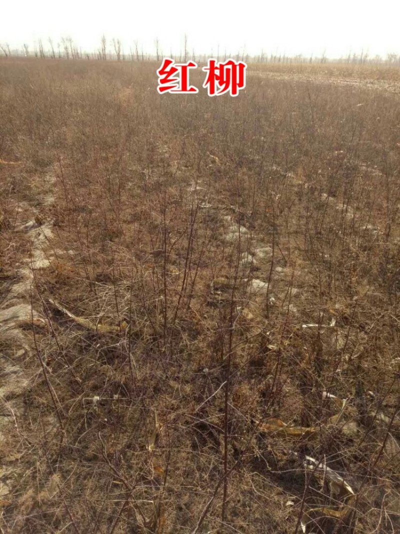 红柳