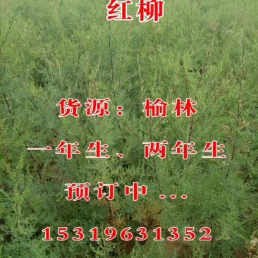 红柳