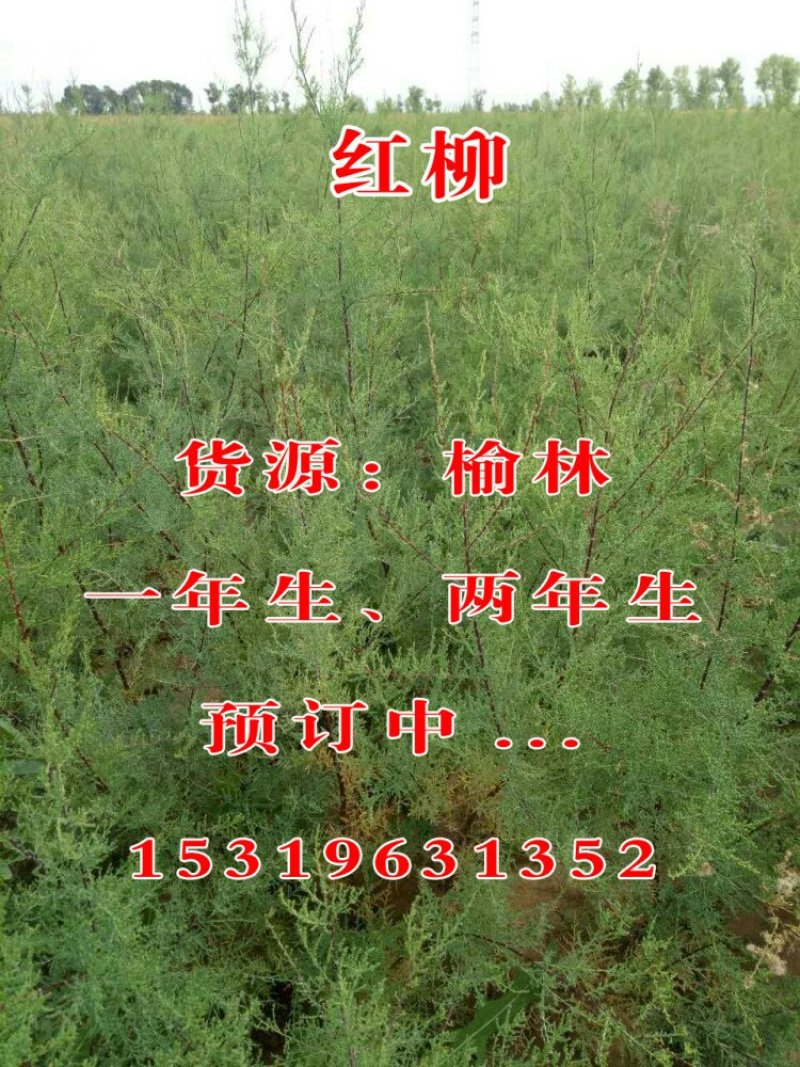 红柳
