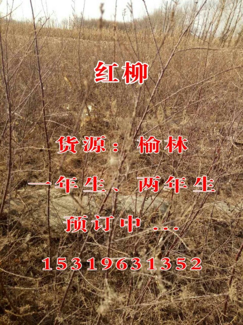 红柳