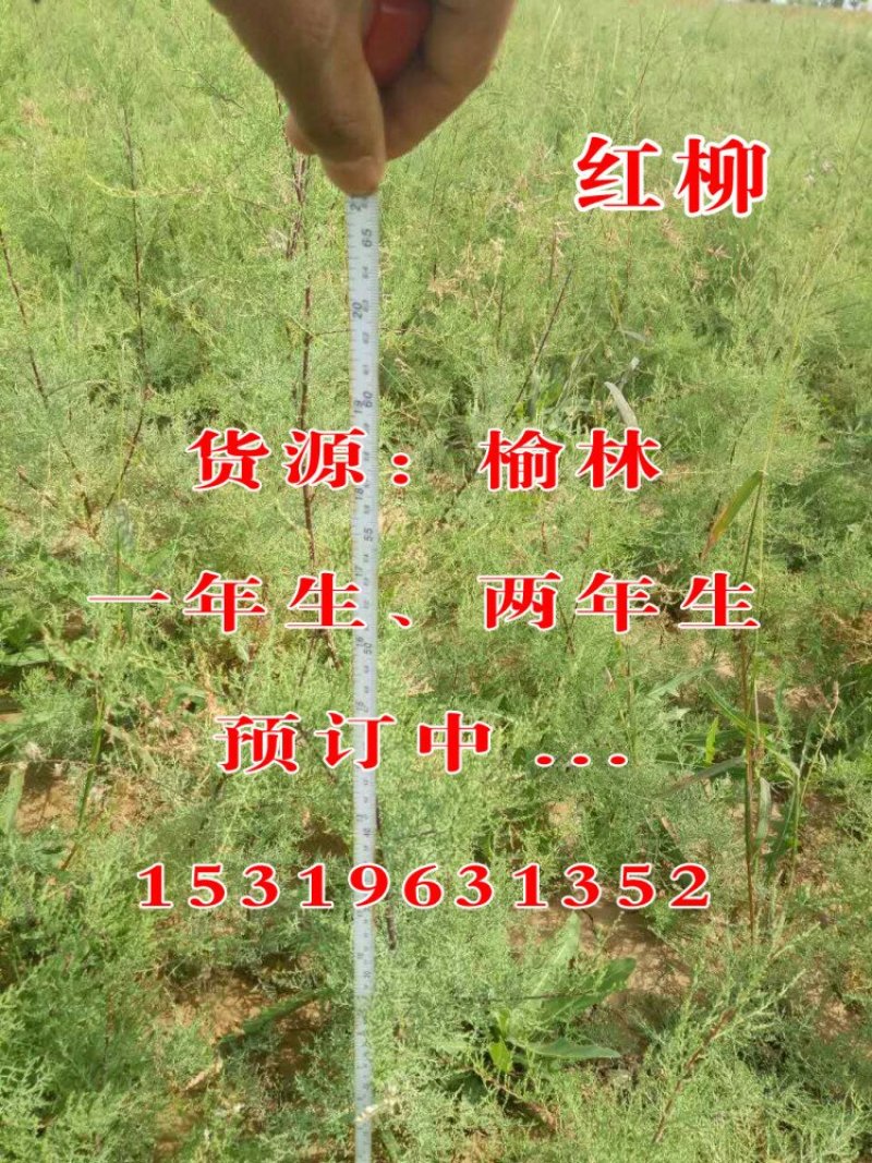 红柳