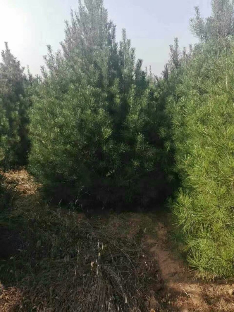 白皮松