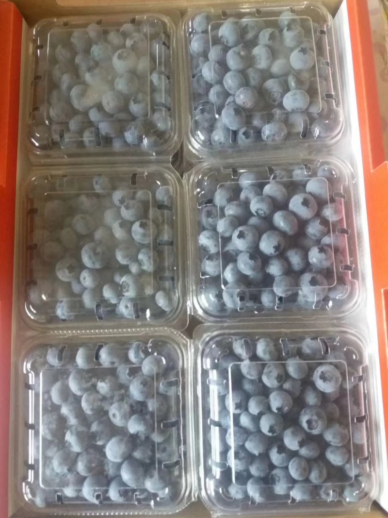 蓝莓鲜蓝莓蓝莓鲜果大量供应大兴安岭鲜果水果蓝莓