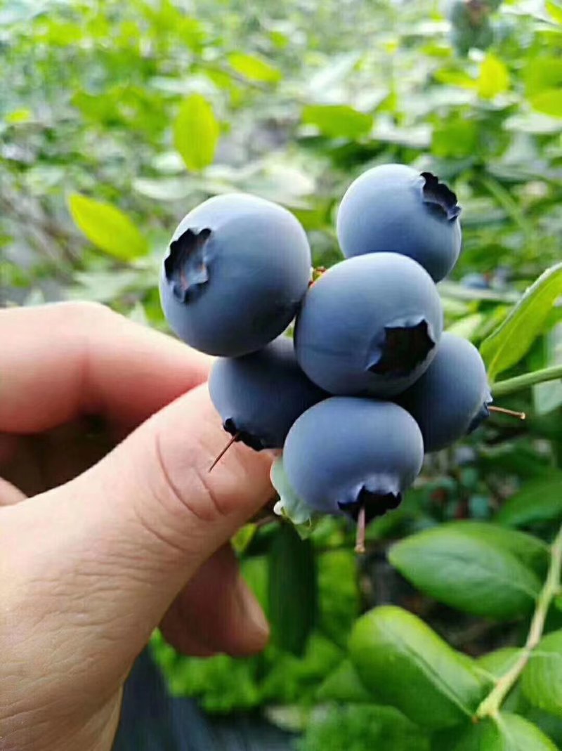 蓝莓鲜蓝莓蓝莓鲜果大量供应大兴安岭鲜果水果蓝莓