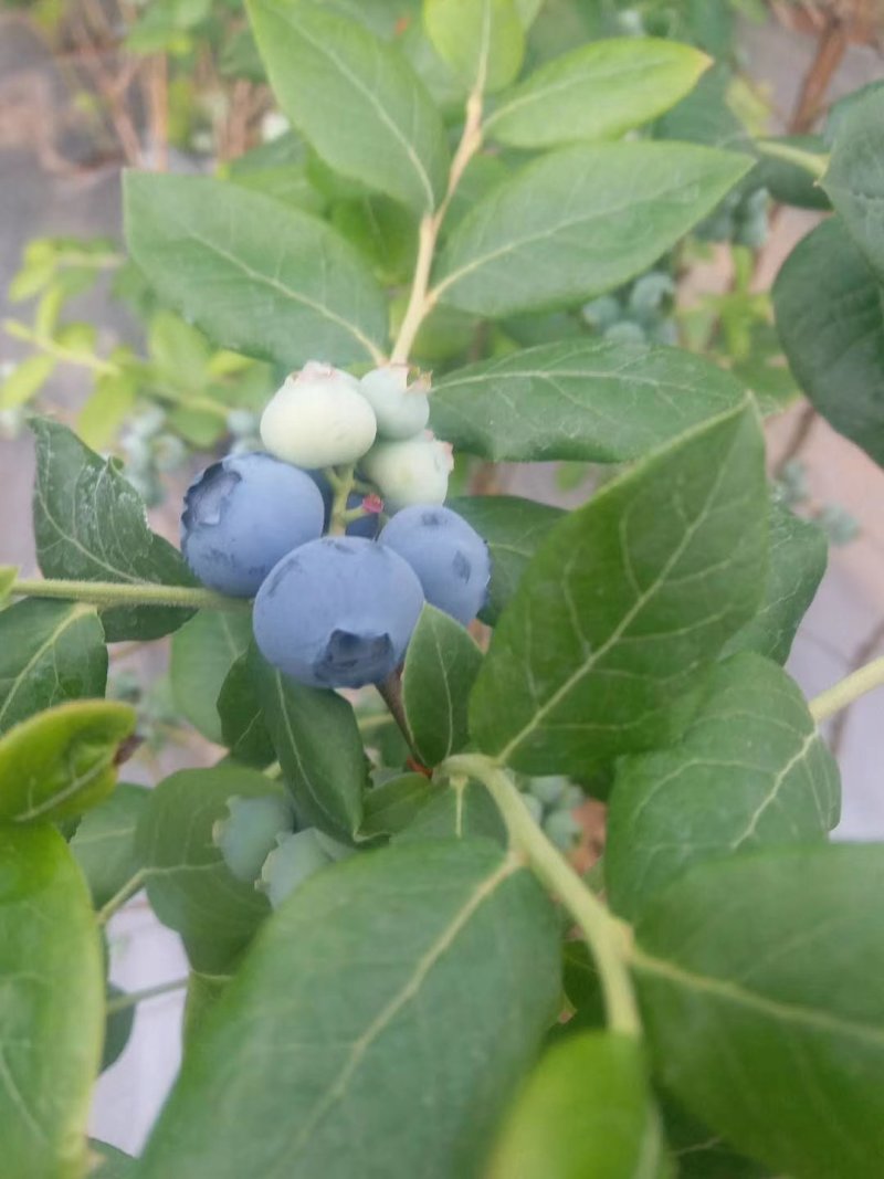 蓝莓鲜蓝莓蓝莓鲜果大量供应大兴安岭鲜果水果蓝莓