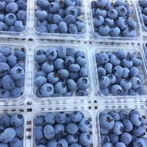 蓝莓鲜蓝莓蓝莓鲜果大量供应大兴安岭鲜果水果蓝莓