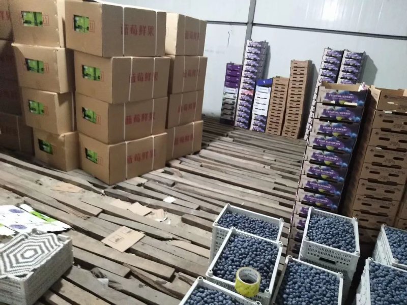 蓝莓鲜蓝莓蓝莓鲜果大量供应大兴安岭鲜果水果蓝莓