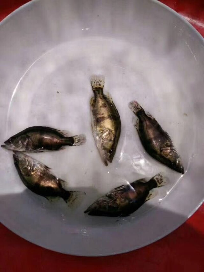 鳜鱼苗