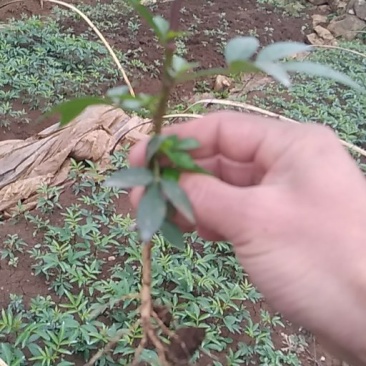 花椒苗，鲜花椒,干花椒，香科，调味品