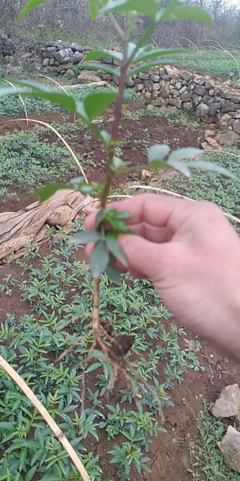花椒苗，鲜花椒,干花椒，香科，调味品