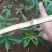 花椒苗，鲜花椒,干花椒，香科，调味品