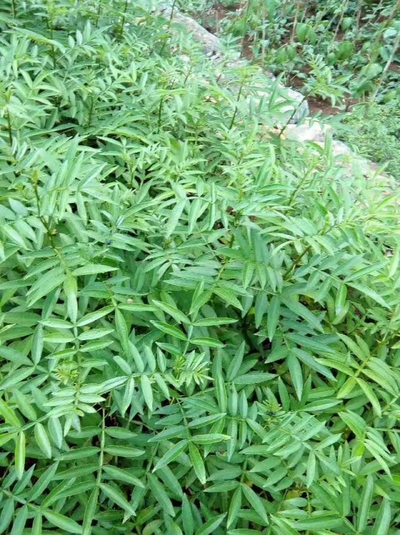 花椒苗，鲜花椒,干花椒，香科，调味品