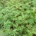 花椒苗，鲜花椒,干花椒，香科，调味品