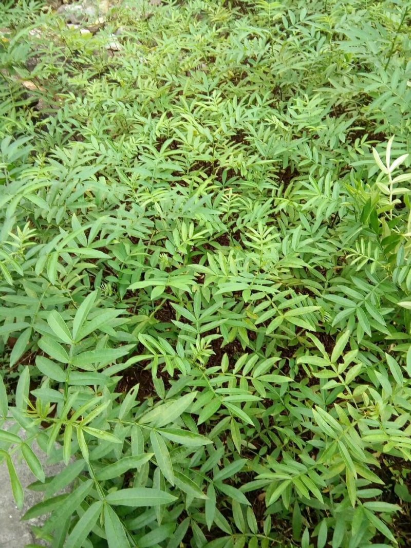 花椒苗，鲜花椒,干花椒，香科，调味品