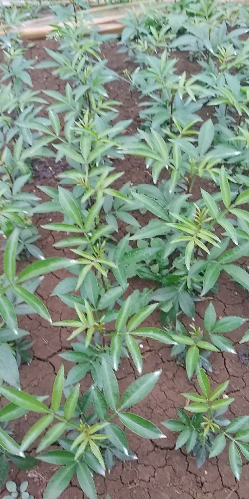 花椒苗，鲜花椒,干花椒，香科，调味品