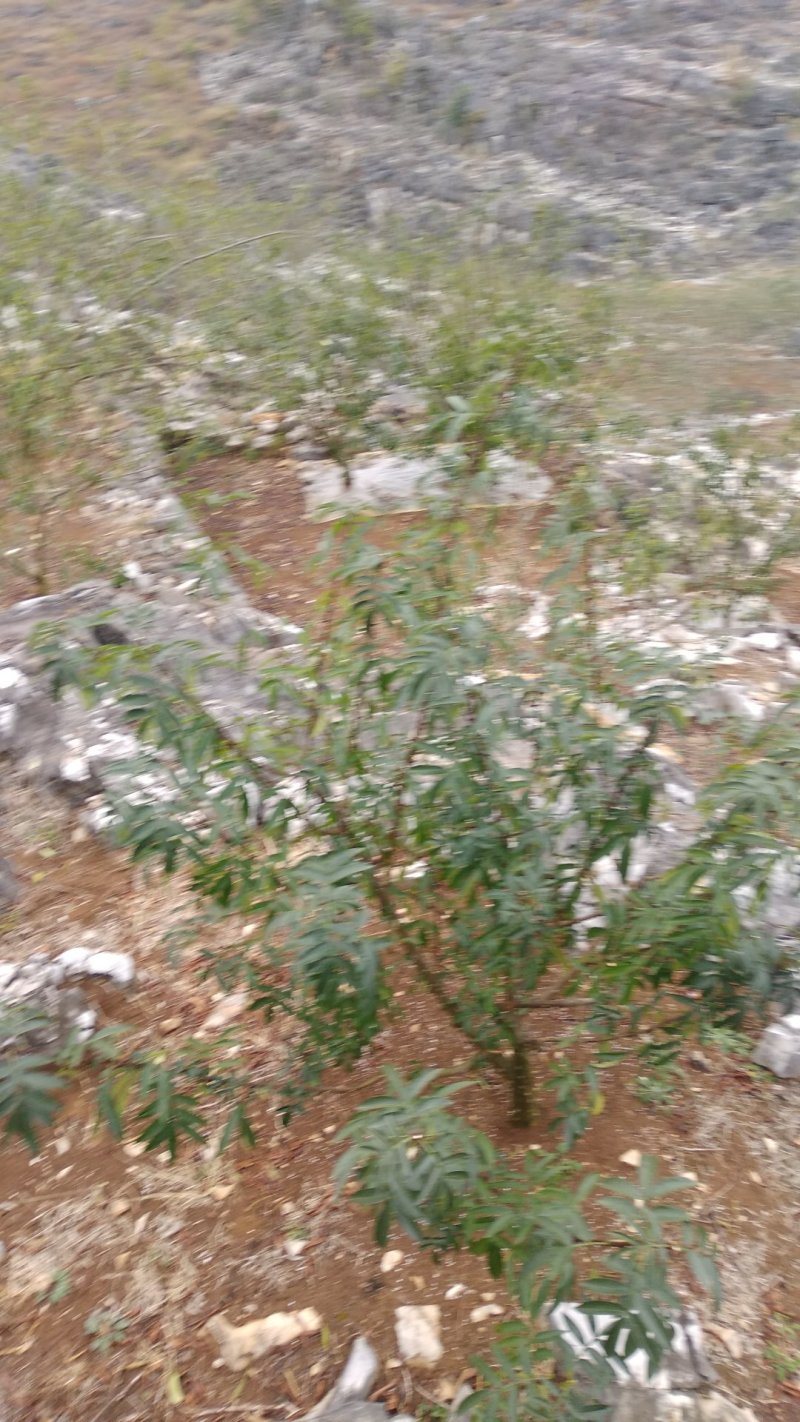 花椒苗，鲜花椒,干花椒，香科，调味品