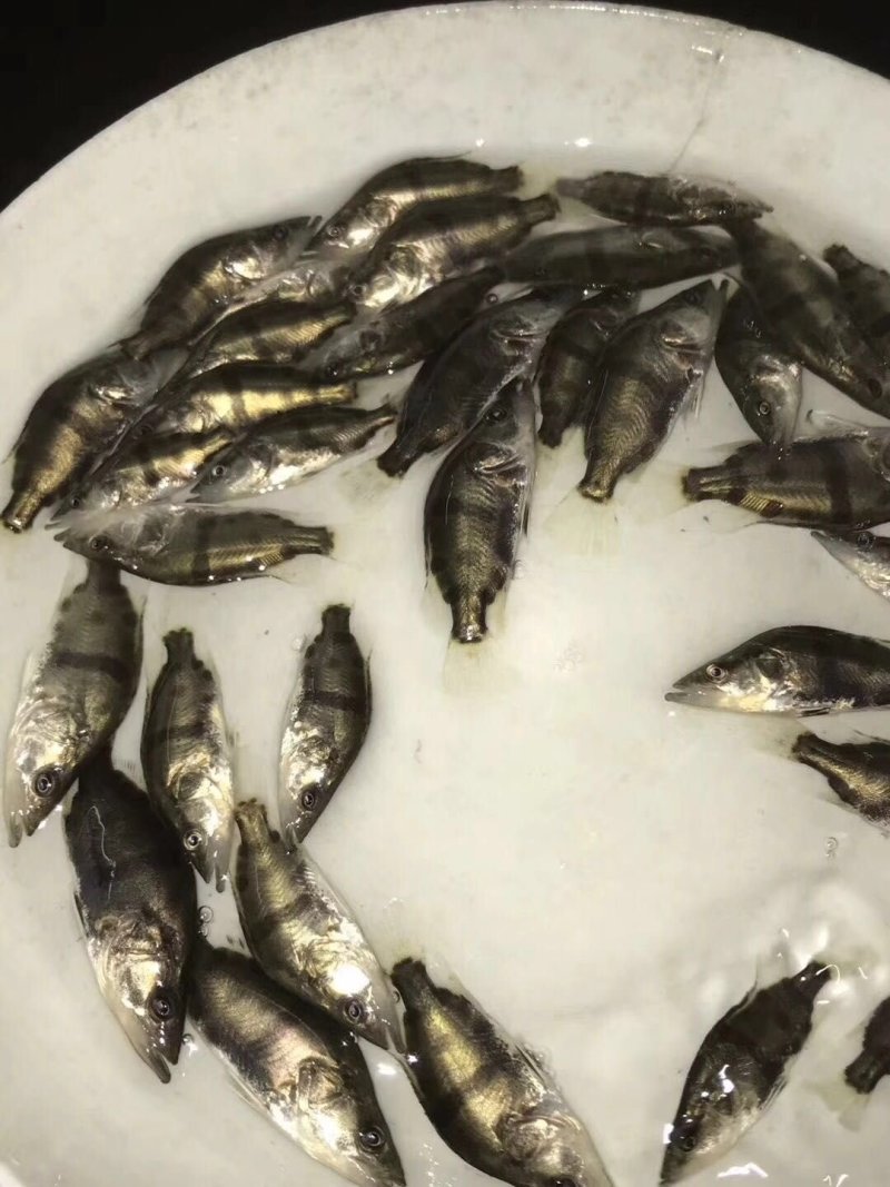 鳜鱼苗