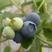 蓝莓鲜果北陆蓝莓蓝丰蓝莓大量供应产地供应