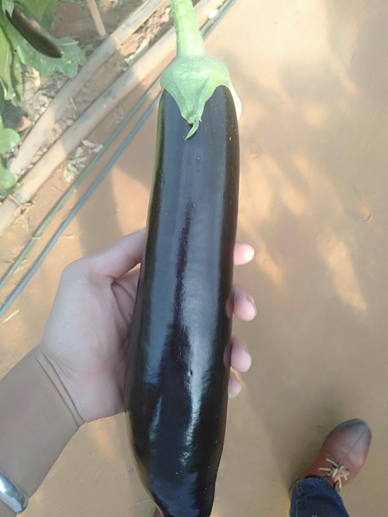 精品茄子