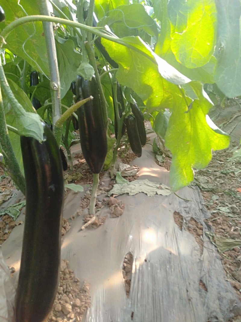 精品茄子