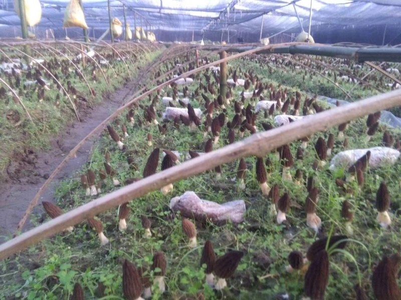 羊肚菌金耳