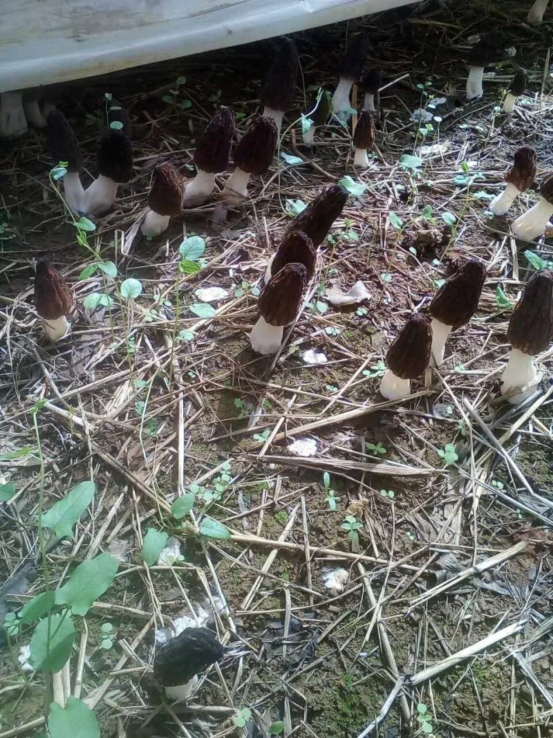 羊肚菌金耳