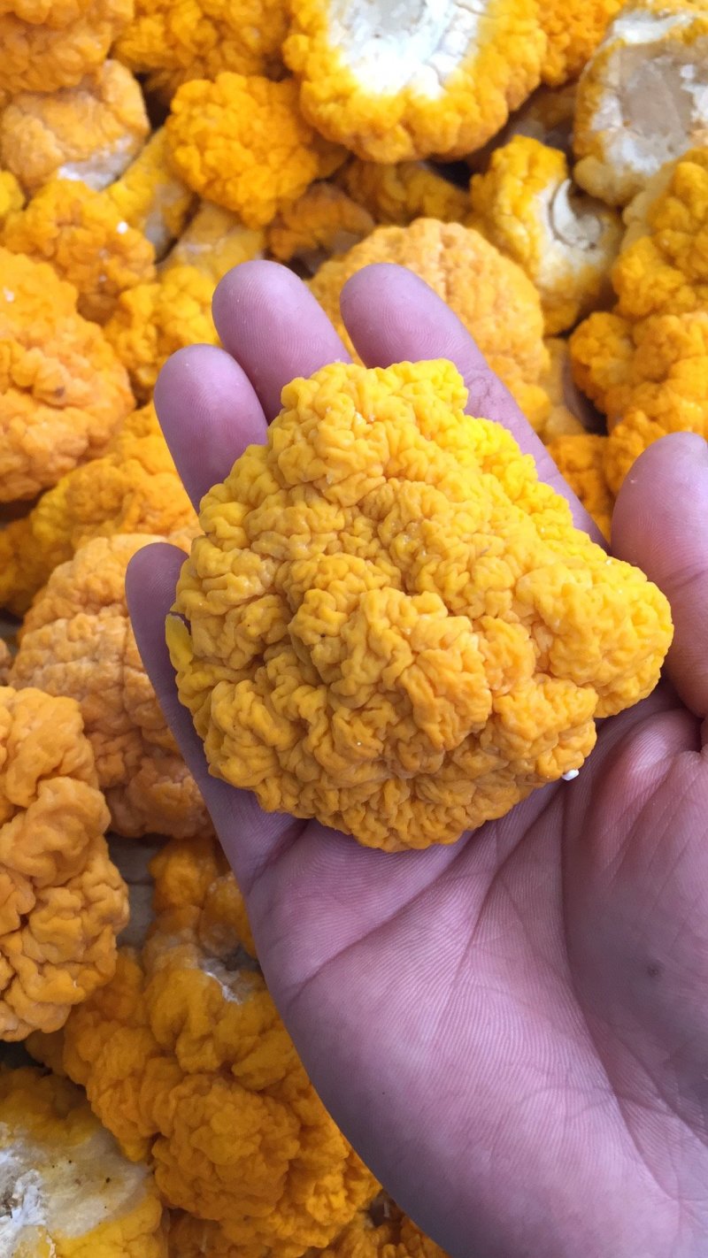 羊肚菌金耳