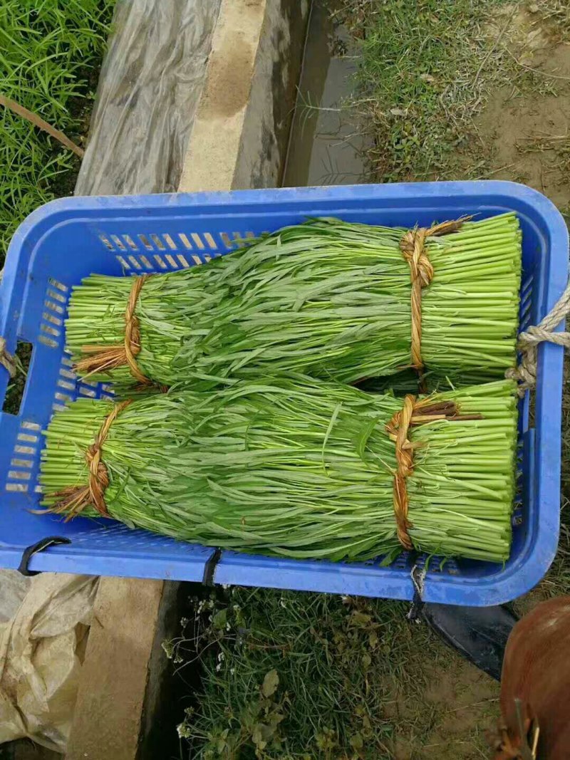 供应博白空心菜