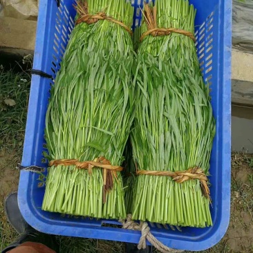 供应博白空心菜