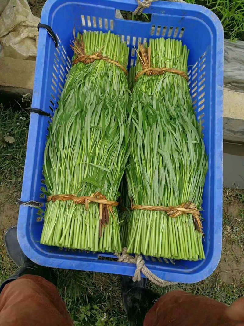 供应博白空心菜