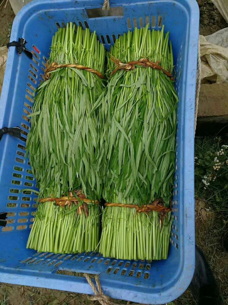 供应博白空心菜