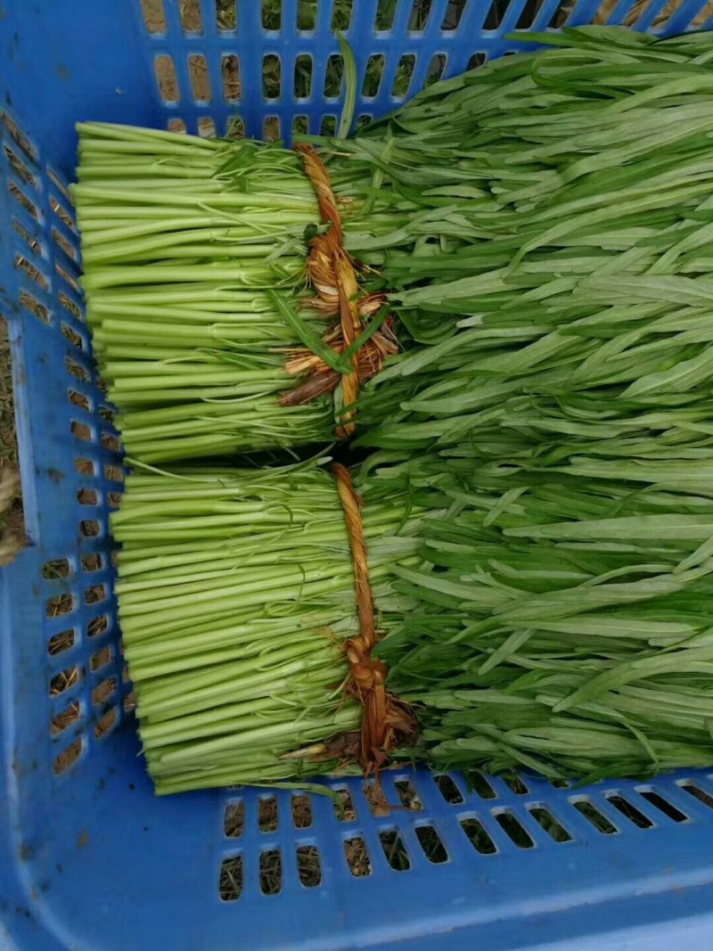 供应博白空心菜