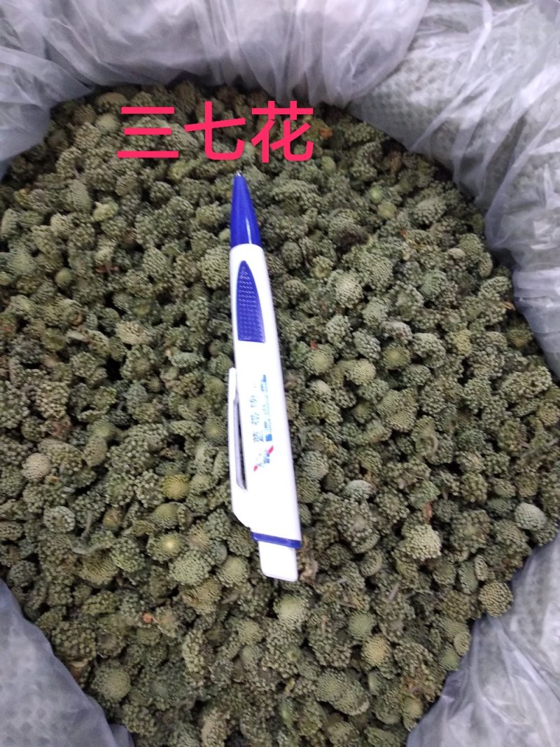 三七花