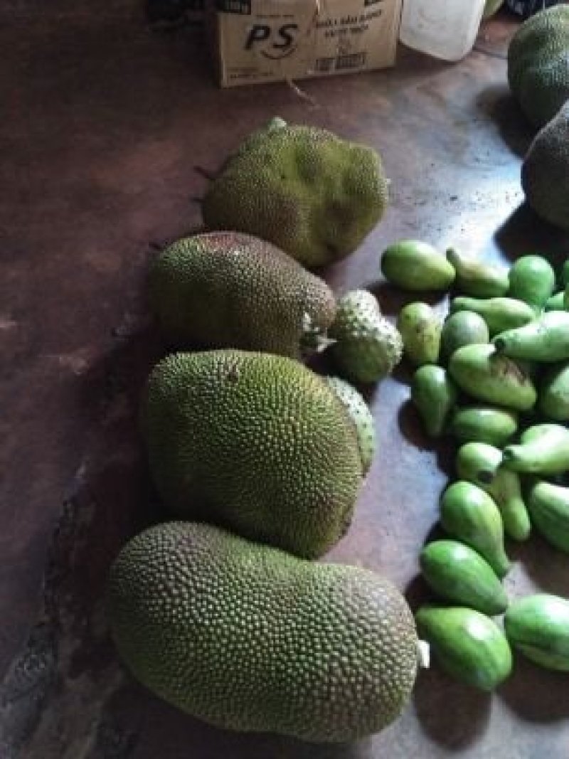 越南菠萝蜜