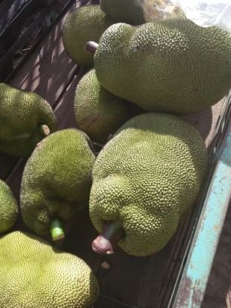 越南菠萝蜜
