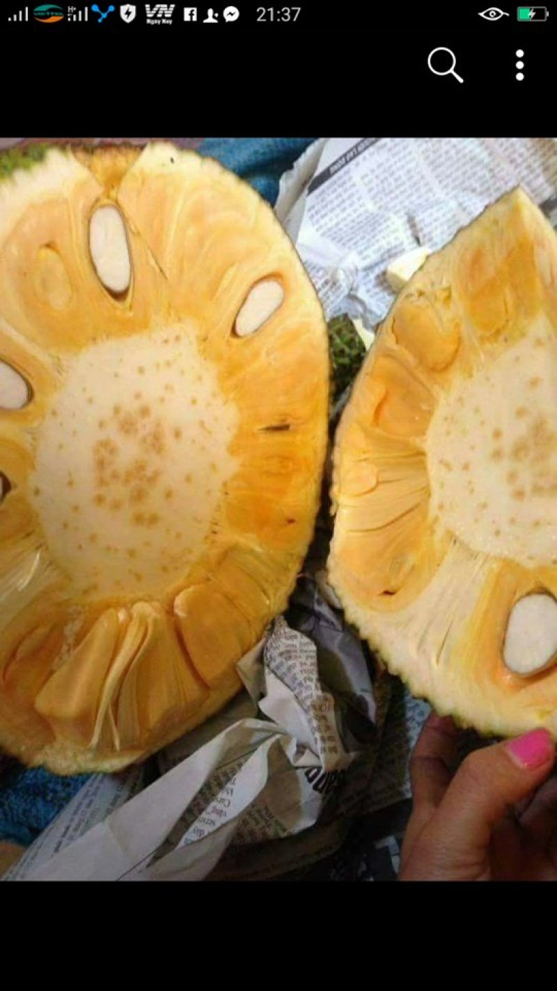 越南菠萝蜜