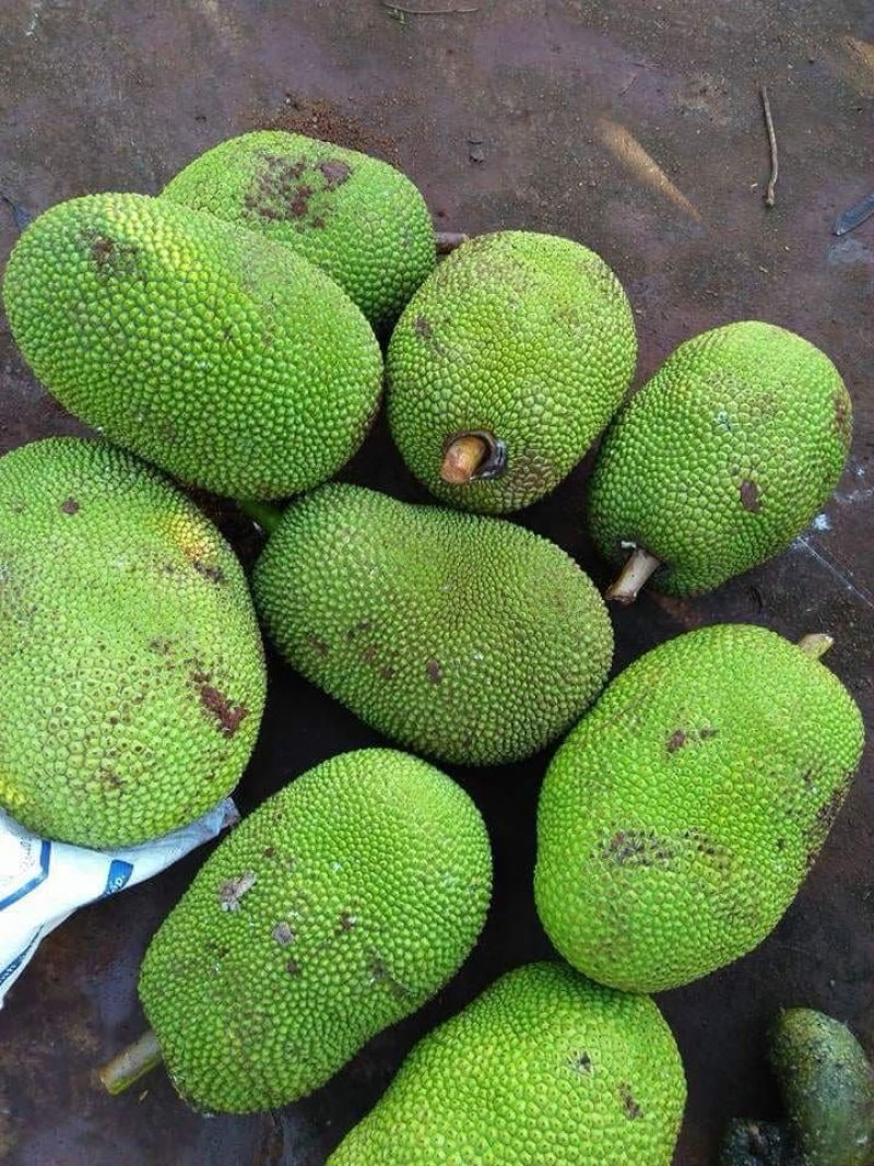 越南菠萝蜜