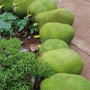 越南菠萝蜜