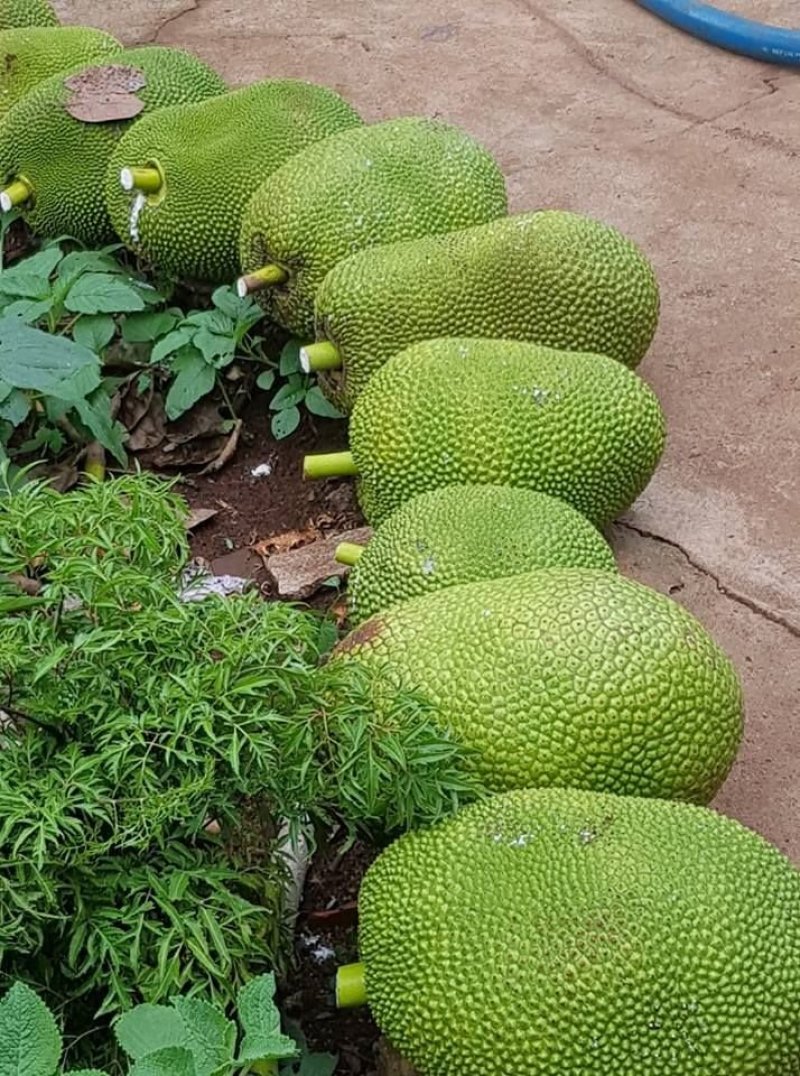 越南菠萝蜜